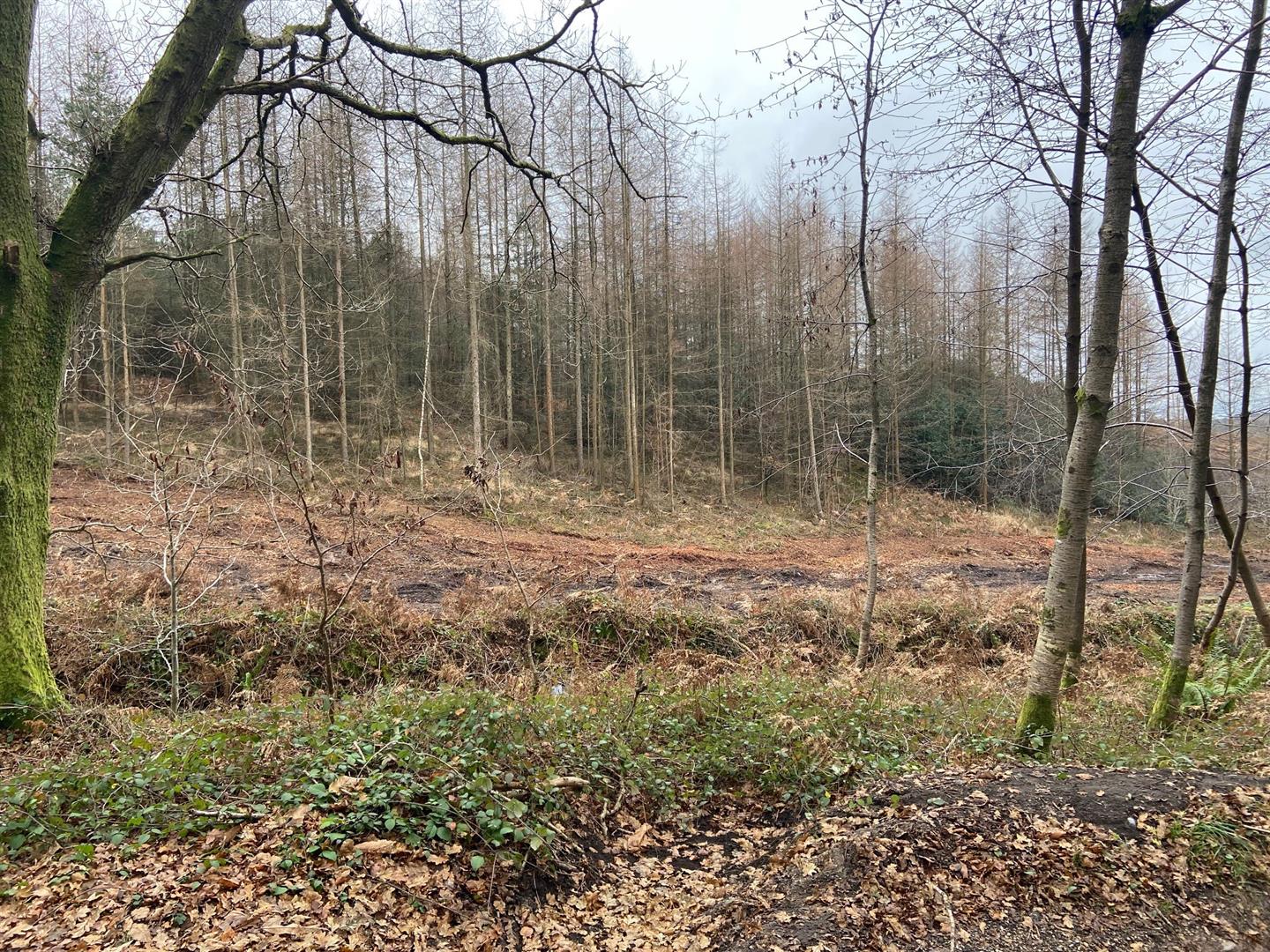 Haslemere woodland for sale Clarke Gammon