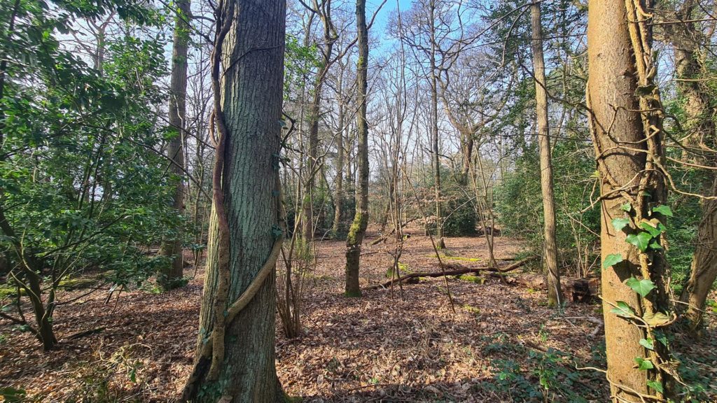 Grenville Road, Shackleford, Godalming