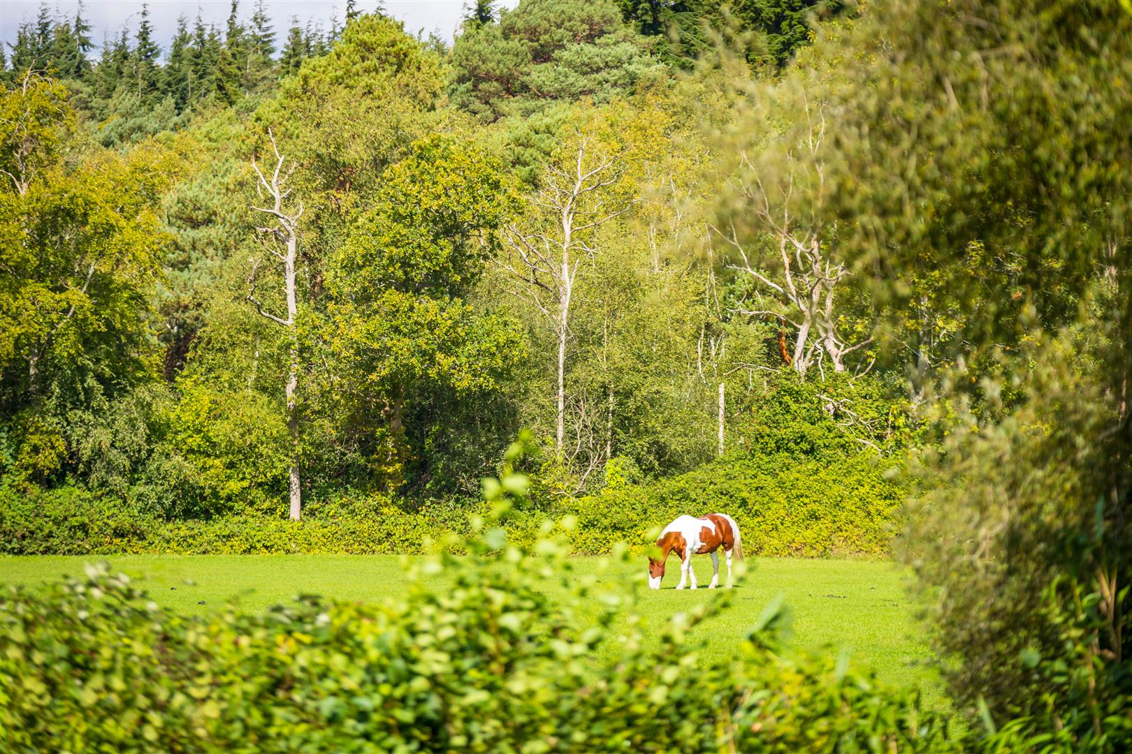 Normandy, Guildford - Photo 26